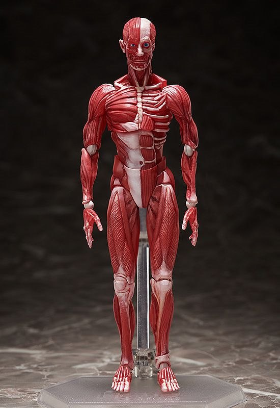 日版 figma 人體模型