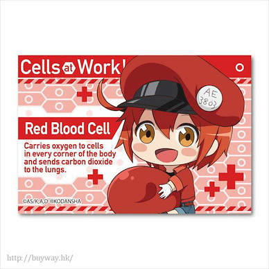 工作細胞 「紅血球」抱著細胞 方形徽章 GyuGyutto Big Square Can Badge Red Blood Cell【Cells at Work!】
