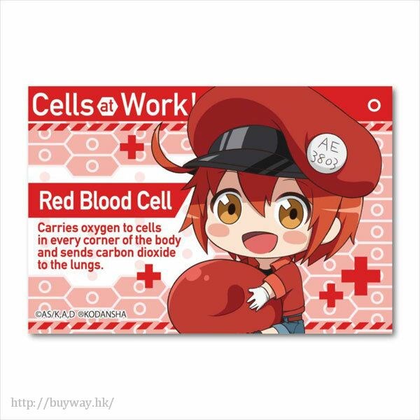 工作細胞 : 日版 「紅血球」抱著細胞 方形徽章