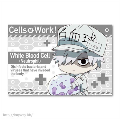 工作細胞 「白血球」抱著細胞 方形徽章 GyuGyutto Big Square Can Badge White Blood Cell (Neutrophil)【Cells at Work!】