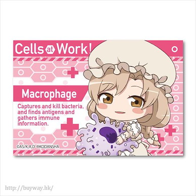 工作細胞 「巨噬細胞」抱著細胞 方形徽章 GyuGyutto Big Square Can Badge Macrophage【Cells at Work!】
