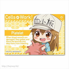 工作細胞 「血小板」抱著細胞 方形徽章 GyuGyutto Big Square Can Badge Platelet【Cells at Work!】
