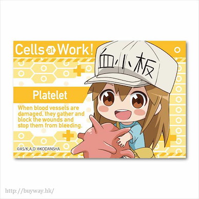 工作細胞 「血小板」抱著細胞 方形徽章 GyuGyutto Big Square Can Badge Platelet【Cells at Work!】