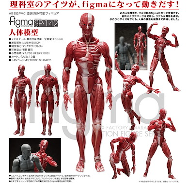未分類 figma 人體模型 figma Human Anatomical Model